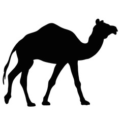 Camel illustration. Black silhouette of wild animal 