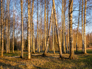 birch grove in spring, early morning, on the ground long shadows of trees, the first green grass and flowers