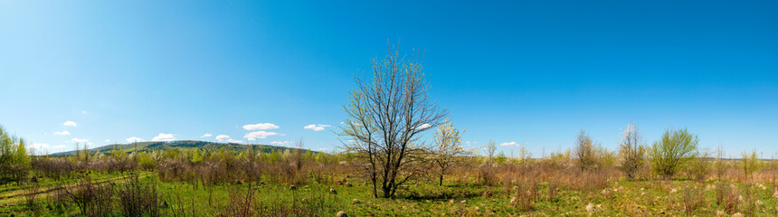 Greenery shrubs flower and trees in beautiful garden backyard, mountain on background under white fluffy clouds and vivid blue sky