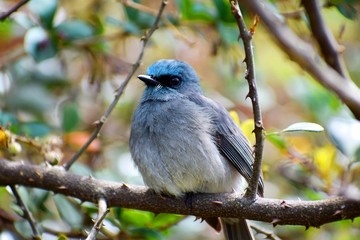 Sri Lanka Dull-blue Flycatcher, Horton Plains, Sri Lanka, Montane Cloud forests, Montane birds,...