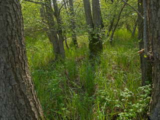 Forest. Alder tree. National Park Weerribben-Wieden Netherlands  Steenwijkerland. Spring.