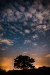 Fototapeta na wymiar lonely tree at night