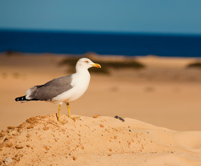 UCCELLO CORRALEJO