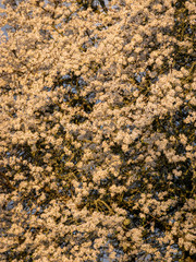 a beautiful flowering Caucasian plum tree, white flowers in the morning light