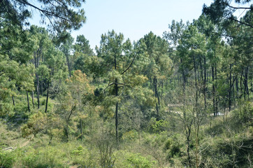 Landscape View of Forest in  Himachal Pradesh India 04