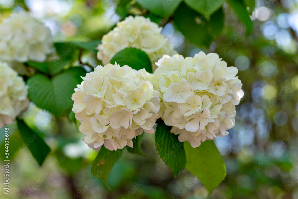 Wall mural Blooming of Japanese snowball (Viburnum plicatum var. plicatum f. plicatum) in Japan