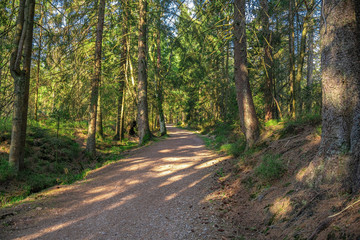 An entwined path in the black forest Germany on a sunny day in spring