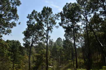 Landscape View of Forest in  Himachal Pradesh India 05