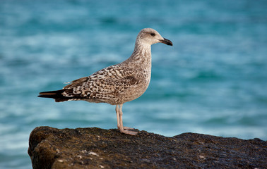 UCCELLO FUERTE CORRALEJO