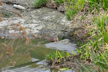 Muskrat looking out from the river water