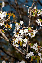Blooming of wild cherry (Cerasus jamasakura) in Japan