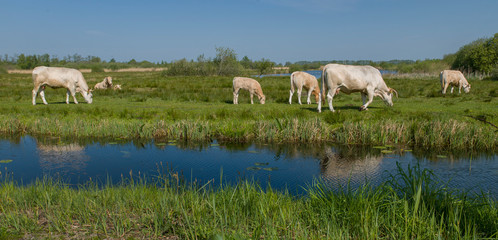 Grazing cows. Canal. National Park Weerribben-Wieden Netherlands  Steenwijkerland. Spring.