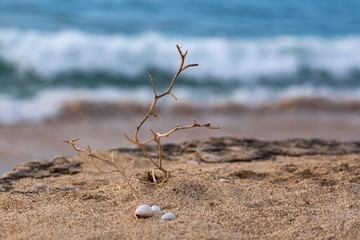 selective focus of seashells and prickles on tropical sand beach