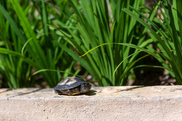 Red Eared Terrapin - Trachemys scripta elegans. Red eared slider turtle in the summer sunlight