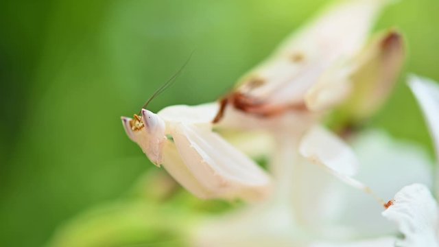 Orchid Mantis, Hymenopus coronatus; a close up capture of an individual swinging on an orchid while a gentle wind blows, lovely green leaves and flowers bokeh.