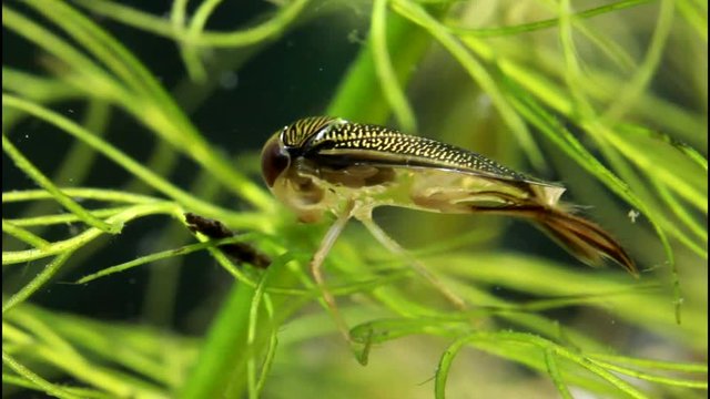 Water Boatman Grooming Itself in a Pond