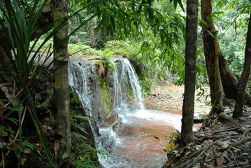 Cascade Forêt tropicale