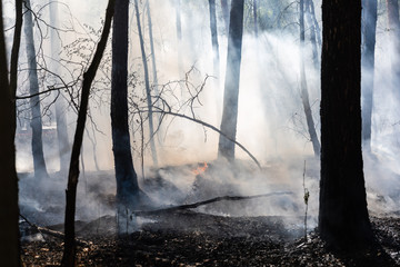 Brennender Waldboden bei Waldbrand