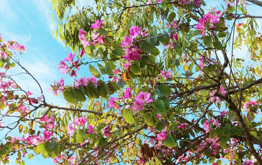 Almond Spring Flowers