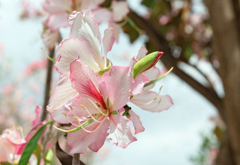 Almond tree blossom in spring closeup