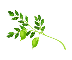 Green Pods of Chickpea Hanging on Stem as Annual Legume Plant Vector Illustration