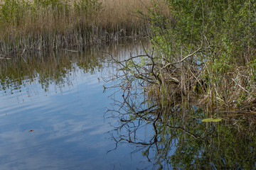 Fototapeta na wymiar Canal and reflections. National Park Weerribben-Wieden Netherlands Steenwijkerland. Spring.