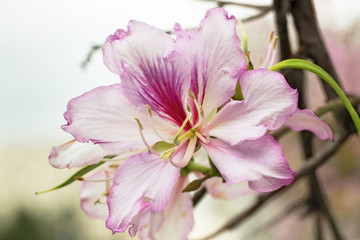 Almond tree blossom in spring closeup
