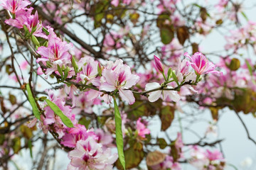 Almond Spring Flowers