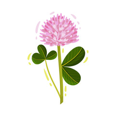 Purple Trifolium or Clover Flower Head on Green Stem with Trifoliate Leaves Vector Illustration