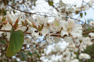 Almond Spring Flowers