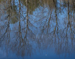 Foto auf Leinwand Reflection of trees. National Park Weerribben-Wieden Netherlands  Steenwijkerland. Spring. © A
