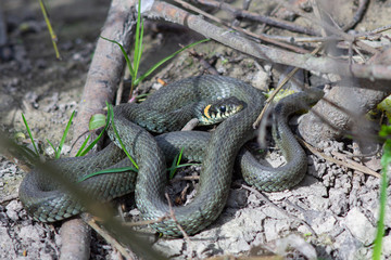 Grass snake in spring forest