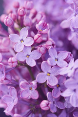 Fototapeta na wymiar Purple lilac flowers. Closeup of common Lilac (Syringa vulgaris).