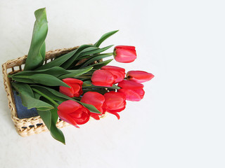 Creative composition with flowers. Red tulips in a basket on a white table. View from above. Spring, nature, the world of beauty.