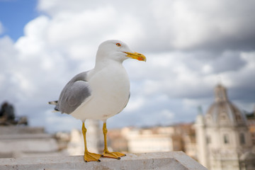 Seagull from top Piazza Venezia
