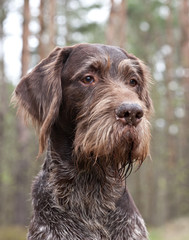 Dog German Wirehaired pointer portrait on nature