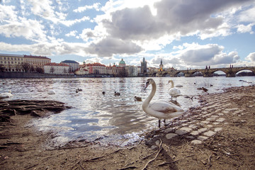 swans on the river and charles bridge in prague