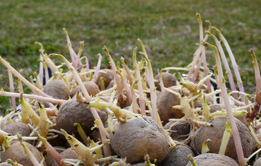 Obraz premium close-up of sprouted potatoes for planting in the garden at the cottage gardening theme