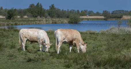 Grazing cows in National Park Weerribben-Wieden Netherlands  Steenwijkerland.