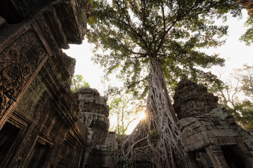 Obraz premium Ta Prohm Temple, Angkor Temple overgrown by massive trees after abandoned for centuries, Siem Reap, Cambodia