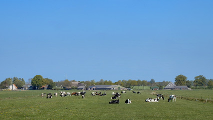 Meadow with grazing cows Zuidveen Steenwijk Netherlands. Polder. Farming