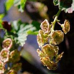 Spring redcurrant flowers in an open-air garden
