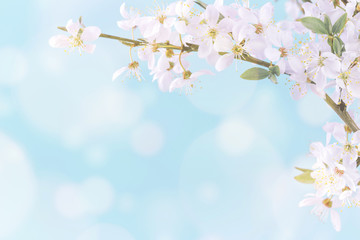 Fototapeta na wymiar Spring or summer festive blooming with white flowers fruit tree branches against baby blue sky with sun light flares and bokeh. Fresh floral background with copy space