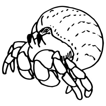 recommend clip art: Outline hermit crab on white isolated backdrop. Pagurian for invitation and gift card, tattoo parlor or seafood store logo, bath tile. Phone case or cloth print. Doodle style stock vector illustration