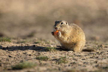 Naklejka na ściany i meble Beautiful and cute ground squirrel with carrot. Amazing animal, quick, surprised, amusing. Natural, wildlife shot. Peaceful and warm spring afternoon.