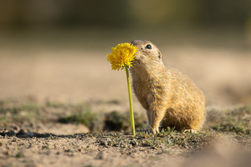 Naklejka na ściany i meble Beautiful and cute ground squirrel with dandelion. Amazing animal, quick, surprised, amusing. Natural, wildlife shot. Peaceful and warm spring afternoon.