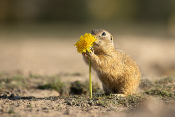 Beautiful and cute ground squirrel with dandelion.  Amazing animal, quick, surprised, amusing. Natural, wildlife shot. Peaceful and warm spring afternoon.