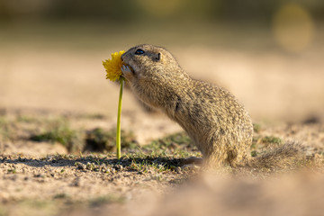 Beautiful and cute ground squirrel with dandelion.  Amazing animal, quick, surprised, amusing. Natural, wildlife shot. Peaceful and warm spring afternoon.
