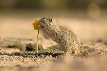 Naklejka na ściany i meble Beautiful and cute ground squirrel with dandelion. Amazing animal, quick, surprised, amusing. Natural, wildlife shot. Peaceful and warm spring afternoon.