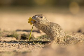 Beautiful and cute ground squirrel with dandelion.  Amazing animal, quick, surprised, amusing. Natural, wildlife shot. Peaceful and warm spring afternoon.